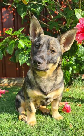Swedish Vallhund puppy for sale by AKKA
