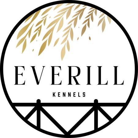 Staffordshire Bull Terrier for sale by EVERILL