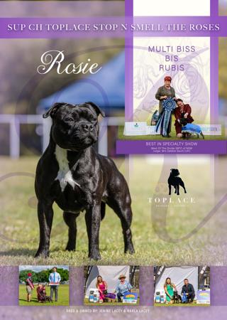 Staffordshire Bull Terrier for sale by EVERILL