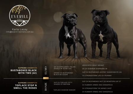 Staffordshire Bull Terrier for sale by EVERILL