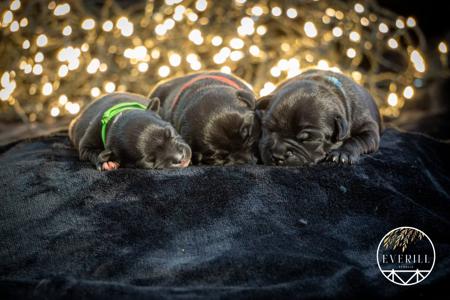 Staffordshire Bull Terrier for sale by EVERILL