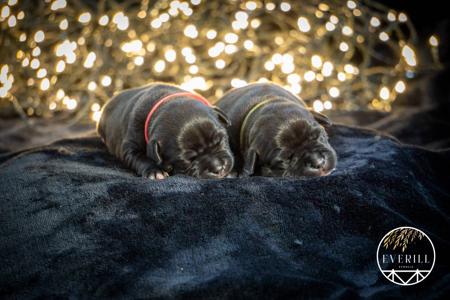 Staffordshire Bull Terrier for sale by EVERILL