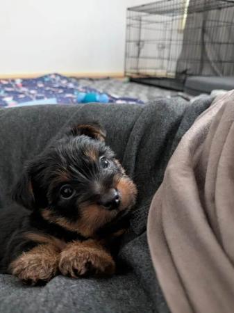 Australian Silky Terrier puppy for sale by SNOWGALHOUSE