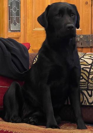 Labrador Retriever for sale by ELSELA