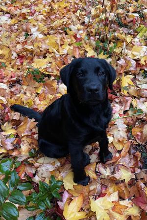 Labrador Retriever for sale by ELSELA