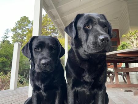 Labrador Retriever for sale by ELSELA