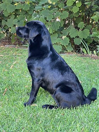 Labrador Retriever for sale by ELSELA