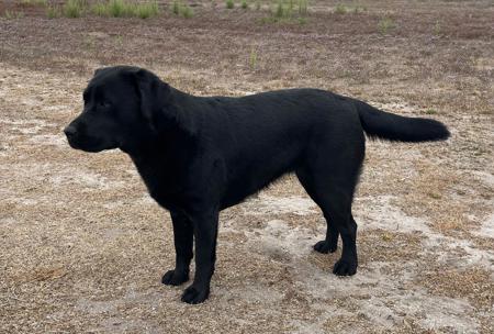 Labrador Retriever for sale by ELSELA