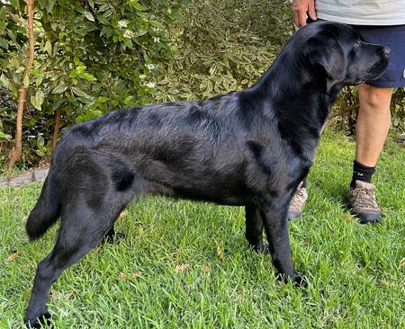 Labrador Retriever for sale by ELSELA