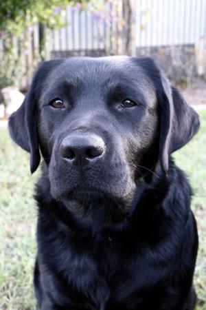 Labrador Retriever puppy for sale by ELSELA