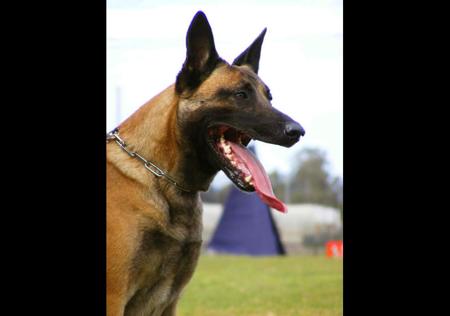 Belgian Shepherd Dog (Malinois) for sale by VONCITADEL