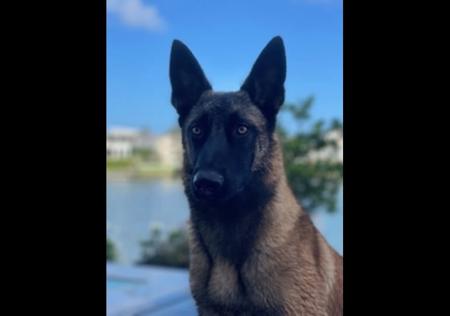 Belgian Shepherd Dog (Malinois) for sale by VONCITADEL