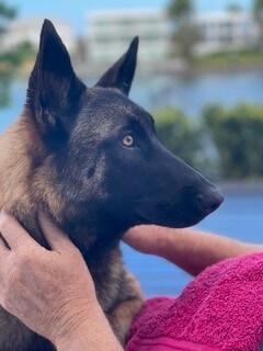 Belgian Shepherd Dog (Malinois) for sale by VONCITADEL