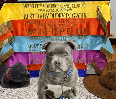 Staffordshire Bull Terrier for sale by GROP00