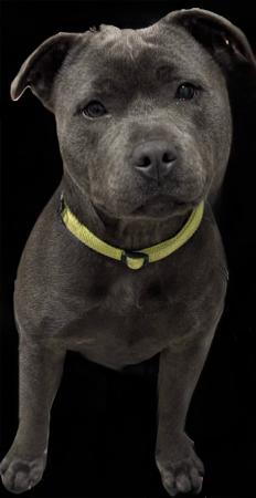 Staffordshire Bull Terrier for sale by BONFAY