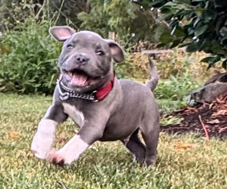 Staffordshire Bull Terrier for sale by BONFAY