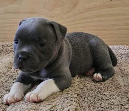 Staffordshire Bull Terrier for sale by BONFAY