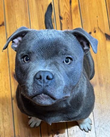 Staffordshire Bull Terrier for sale by BONFAY