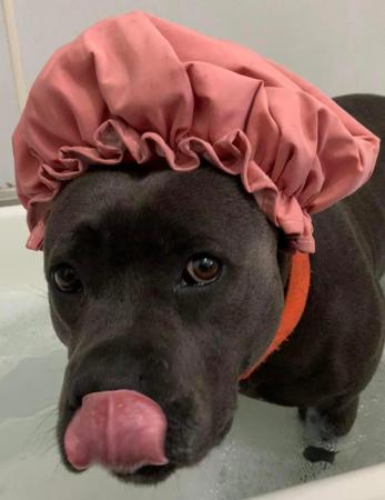 Staffordshire Bull Terrier for sale by BONFAY