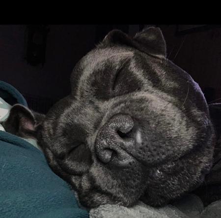 Staffordshire Bull Terrier for sale by BONFAY