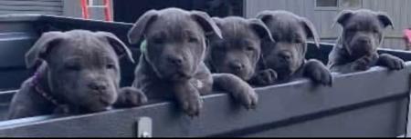 Staffordshire Bull Terrier for sale by BONFAY