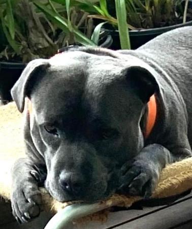 Staffordshire Bull Terrier for sale by BONFAY