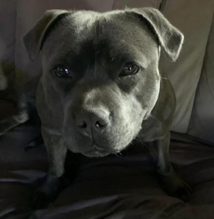 Staffordshire Bull Terrier for sale by BONFAY