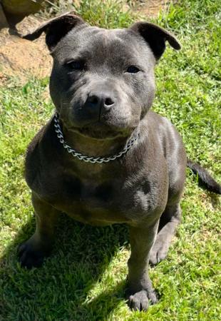 Staffordshire Bull Terrier for sale by BONFAY