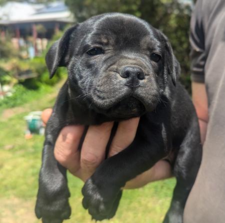 Staffordshire Bull Terrier for sale by COUGOSS