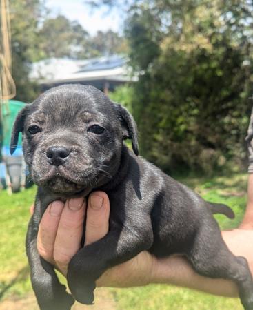 Staffordshire Bull Terrier for sale by COUGOSS