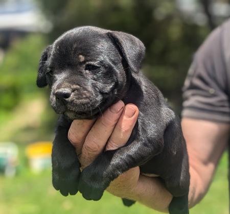 Staffordshire Bull Terrier for sale by COUGOSS