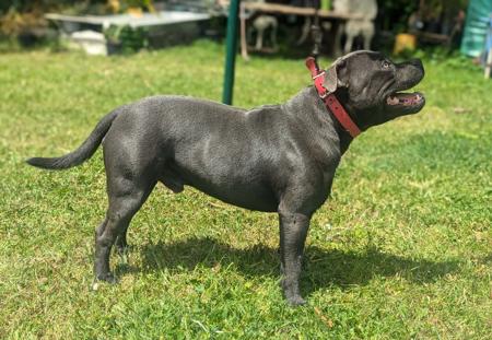 Staffordshire Bull Terrier for sale by COUGOSS