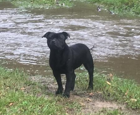 Staffordshire Bull Terrier for sale by COUGOSS