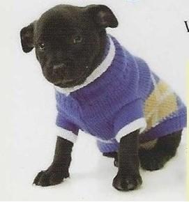 Staffordshire Bull Terrier for sale by COUGOSSSTAFFORDS