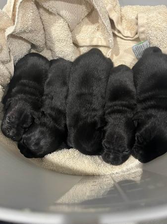 Staffordshire Bull Terrier for sale by COUGOSS