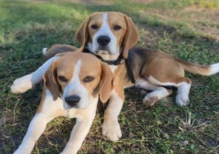 Beagle for sale by LIZEDENVALE