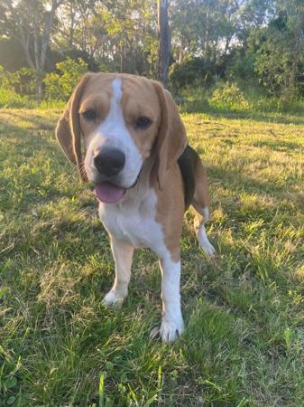 Beagle for sale by LIZEDENVALE