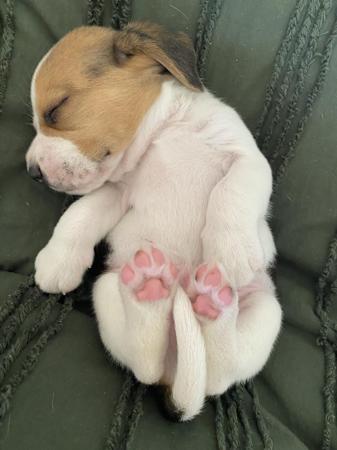 Beagle for sale by LIZEDENVALE