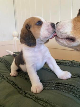 Beagle for sale by LIZEDENVALE