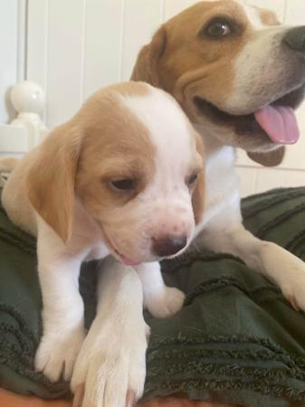 Beagle for sale by LIZEDENVALE