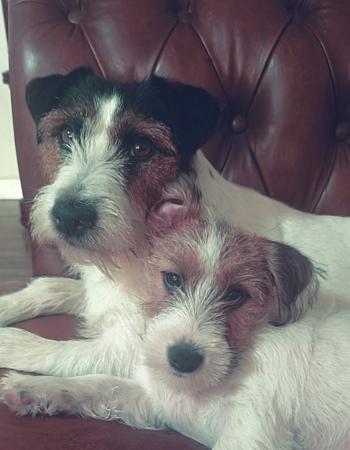 Jack Russell Terrier puppy for sale by ROYALETSAR