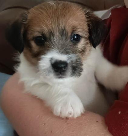 Jack Russell Terrier puppy for sale by ROYALETSAR