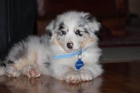 Australian Shepherd for sale by WINTINE
