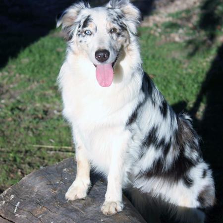 Australian Shepherd for sale by WINTINE
