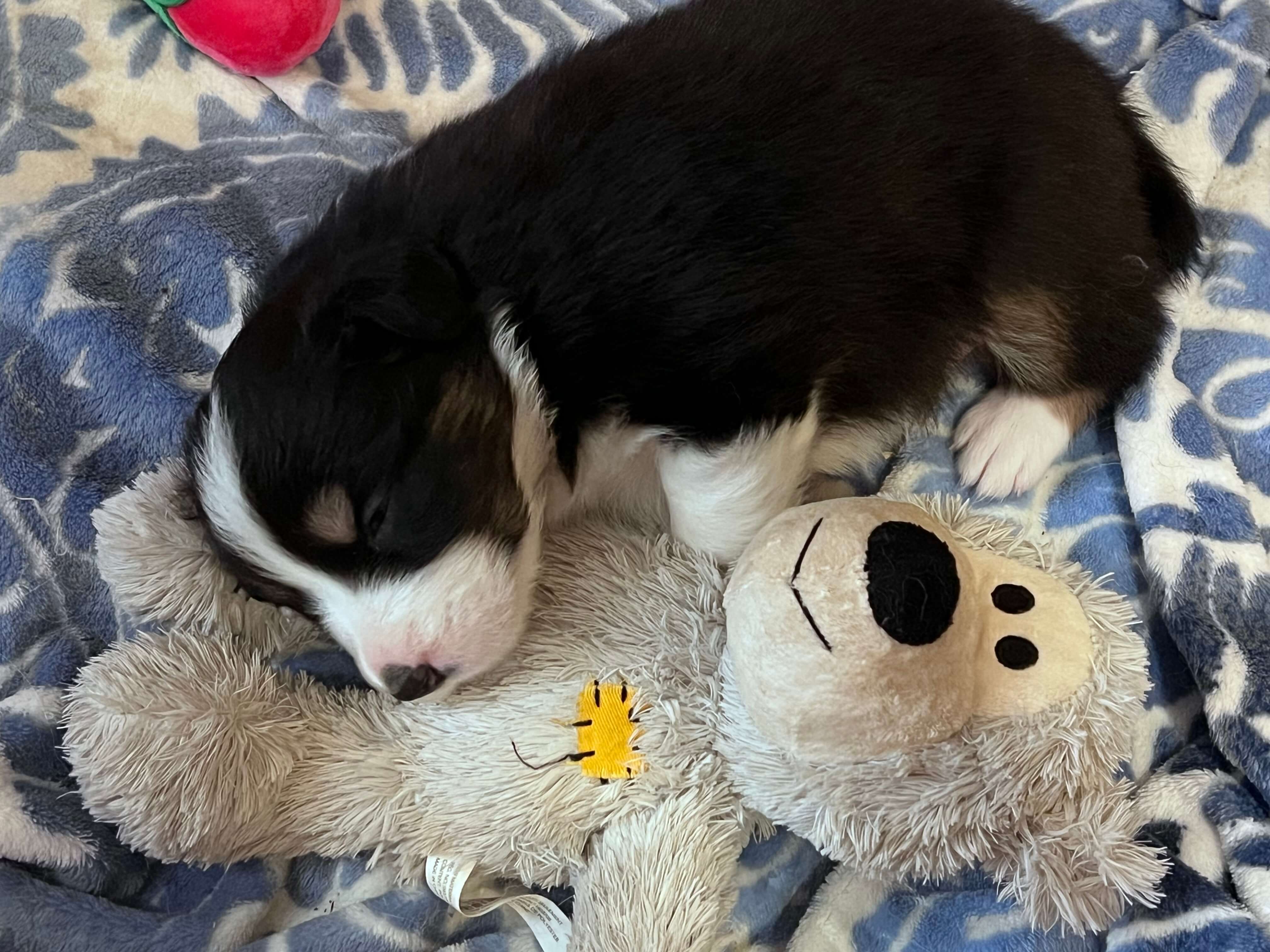 Australian Shepherd for sale by WINTINE