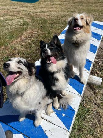 Australian Shepherd for sale by WINTINE