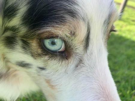 Australian Shepherd for sale by WINTINE