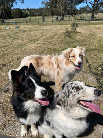 Australian Shepherd for sale by WINTINE