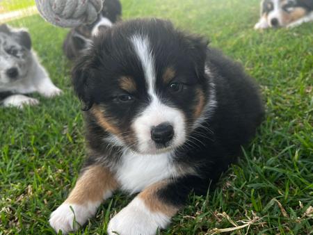 Australian Shepherd puppy for sale by WINTINE