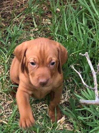 Hungarian Vizsla for sale by ANNABELLA16